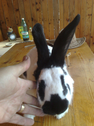 MASCUL FLUTURE GERMAN 6LUNI (4)