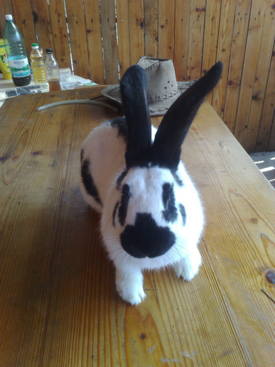 MASCUL FLUTURE GERMAN 6LUNI (5)