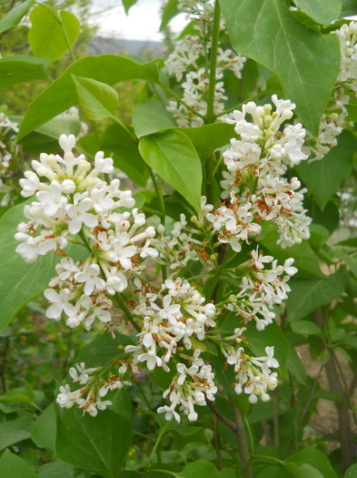 DSCN2466