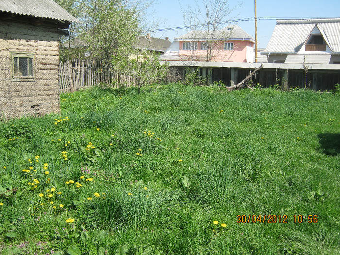 iarba tot mai mare in parcare