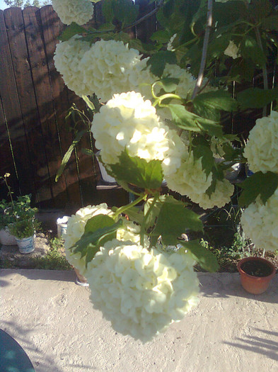 Clau^^1833 - flori de gradina 2012