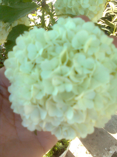 Clau^^1837 - flori de gradina 2012