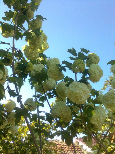 Clau^^1838 - flori de gradina 2012