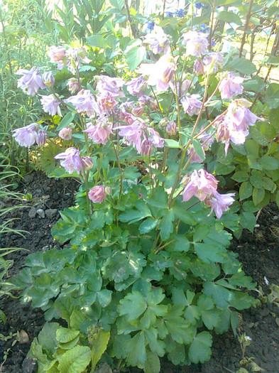 Clau^^1839 - flori de gradina 2012