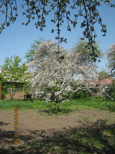 mar inflorit - april 2012