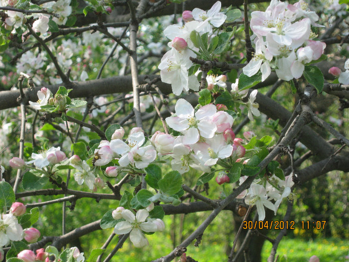 IMG_1333 - april 2012
