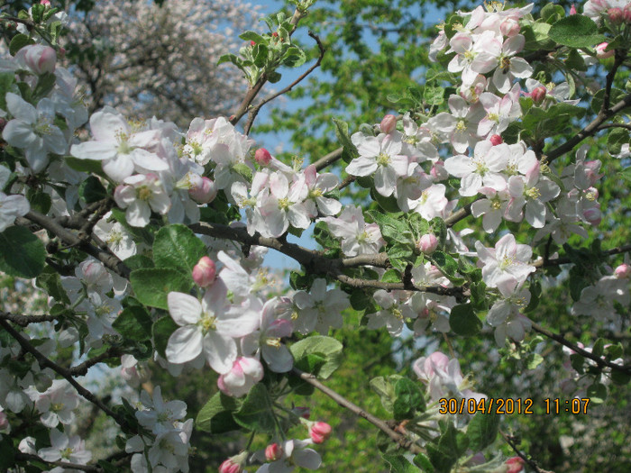 IMG_1334 - april 2012