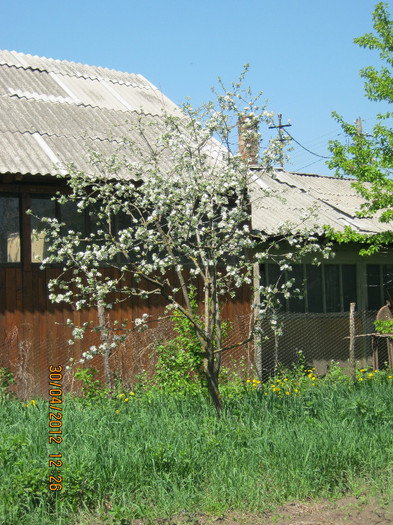 IMG_1336 - april 2012