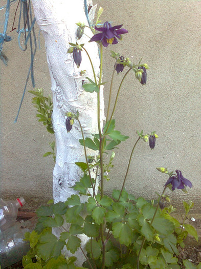 Clau^^1842 - flori de gradina 2012