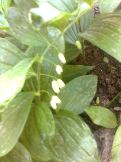 Clau^^1843 - flori de gradina 2012