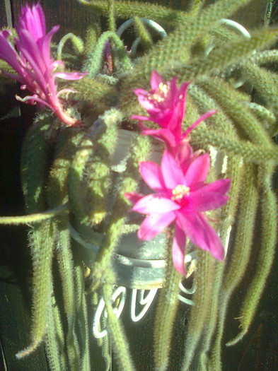 aprocactus