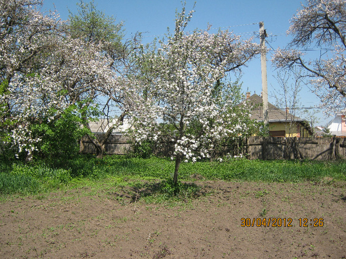 IMG_1338 - april 2012