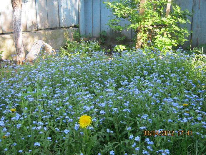 IMG_1353 - april 2012
