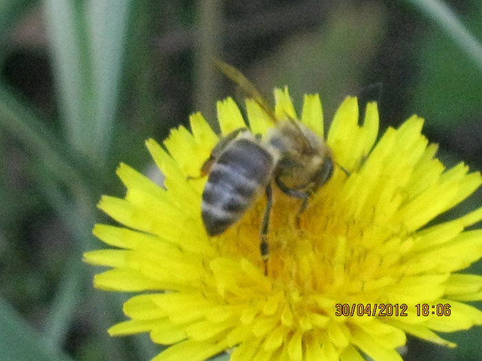 polenizare