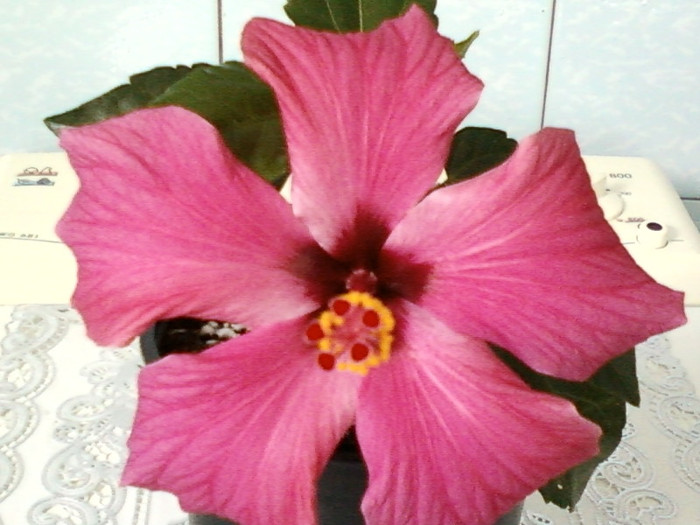 29 aprilie 2012-flori 007