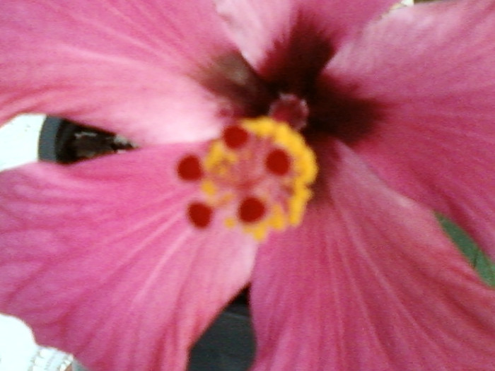 29 aprilie 2012-flori 008