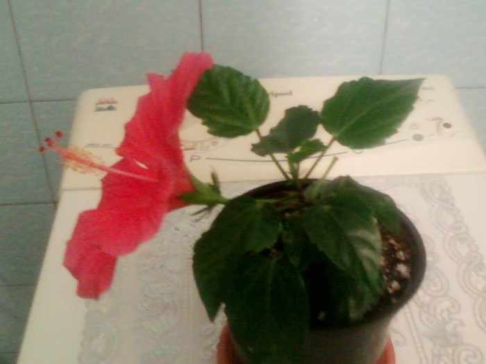 29 aprilie 2012-flori 014