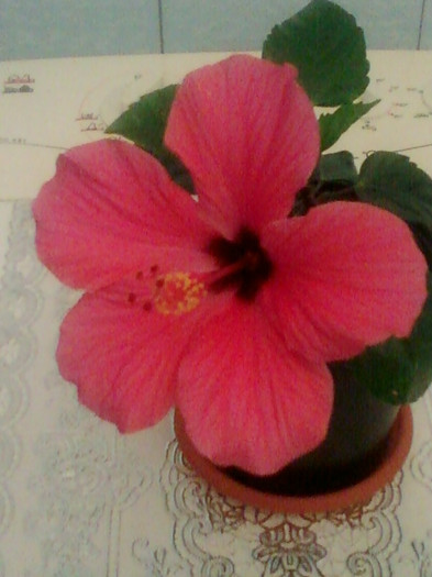 29 aprilie 2012-flori 019