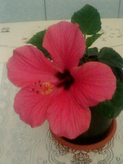 29 aprilie 2012-flori 023