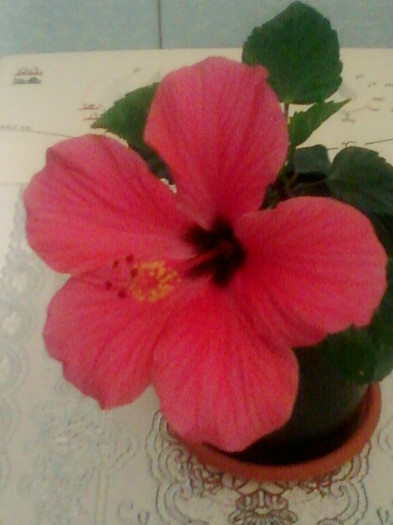 29 aprilie 2012-flori 025