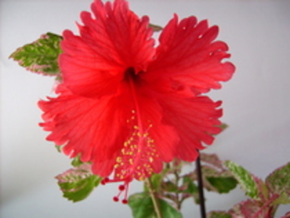 Surinam - HIBISCUS