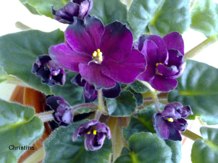 Vampire's Kiss - Violete 2012