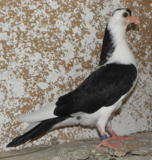 2pn(2012)