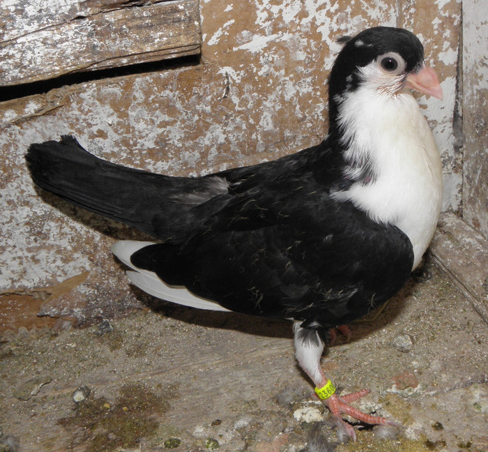6pn(2012)