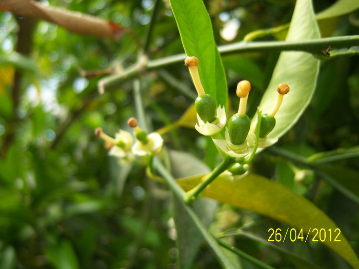 Lamai - Pomi fructiferi