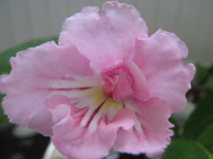  - streptocarpus Pink Souffle