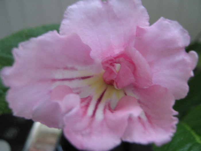  - streptocarpus Pink Souffle