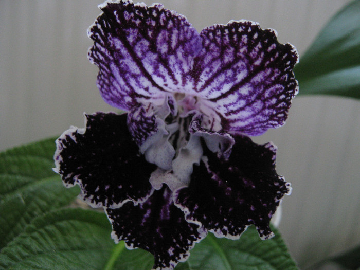  - streptocarpus Mamba 6  Piotr Kleszczynski