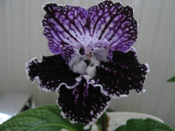  - streptocarpus Mamba 6  Piotr Kleszczynski