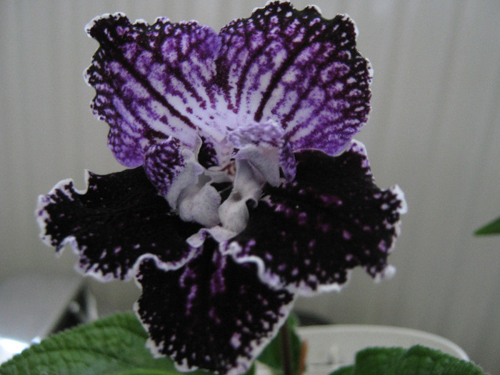  - streptocarpus Mamba 6  Piotr Kleszczynski