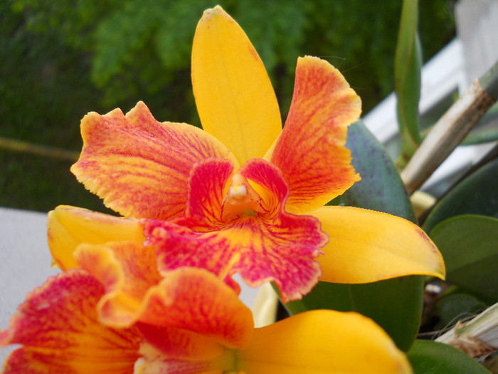 DSCN2822 - cattleya