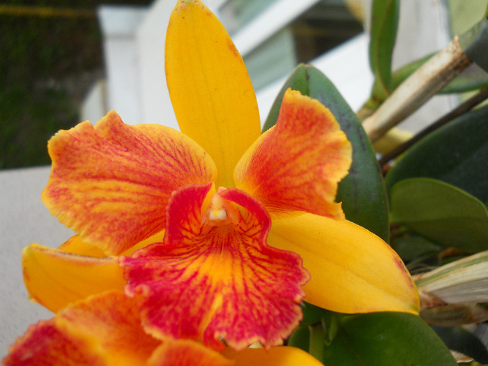 DSCN2827 - cattleya