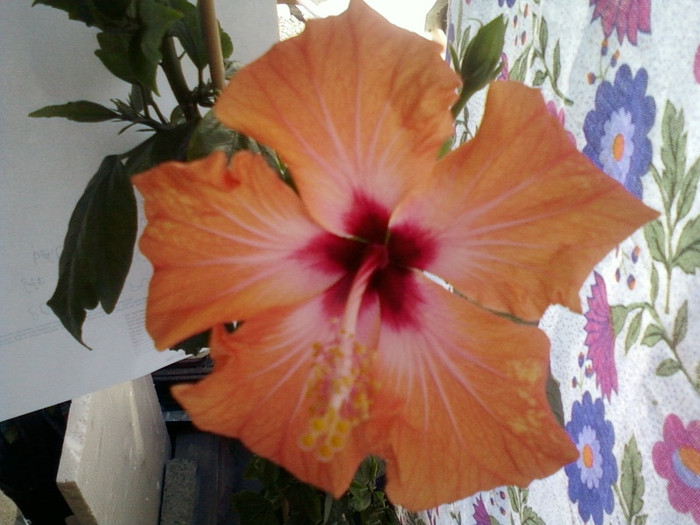 1 mai 2012-flori 025