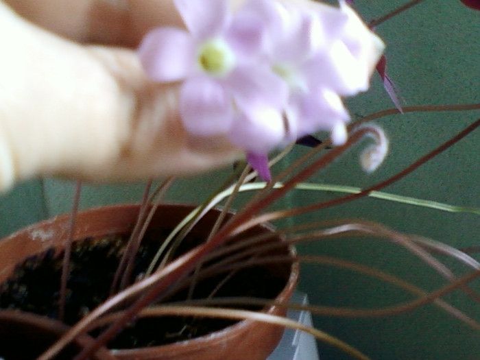 oxalis triangularis