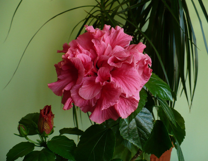 P1380658 - hibiscusi 2012