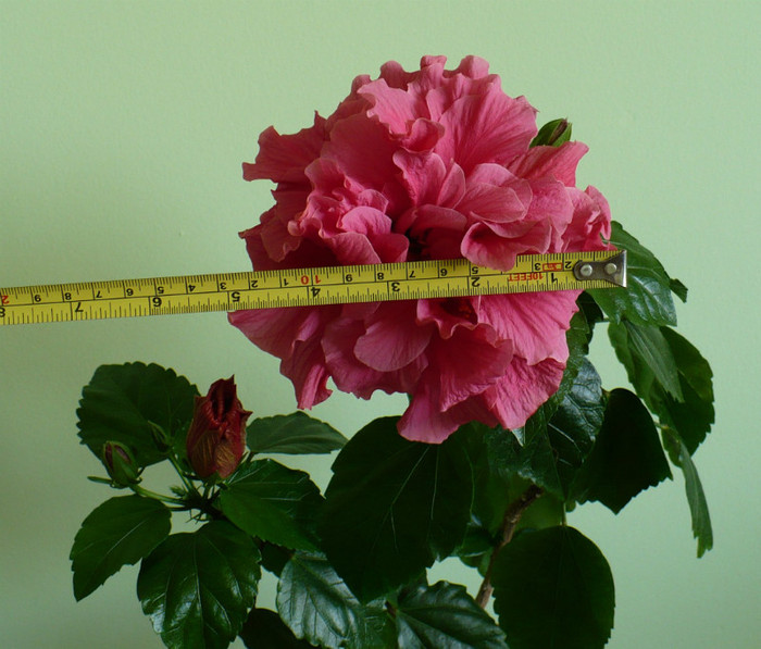 P1380667 - hibiscusi 2012