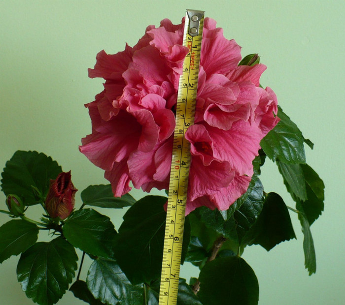 P1380669 - hibiscusi 2012