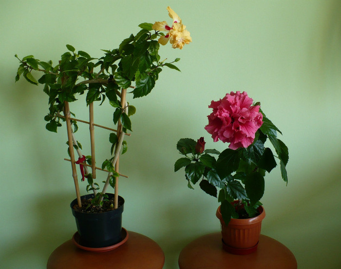 P1380670 - hibiscusi 2012