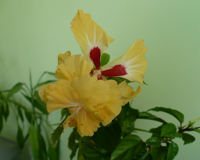 P1380673 - hibiscusi 2012