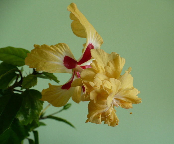 P1380676 - hibiscusi 2012