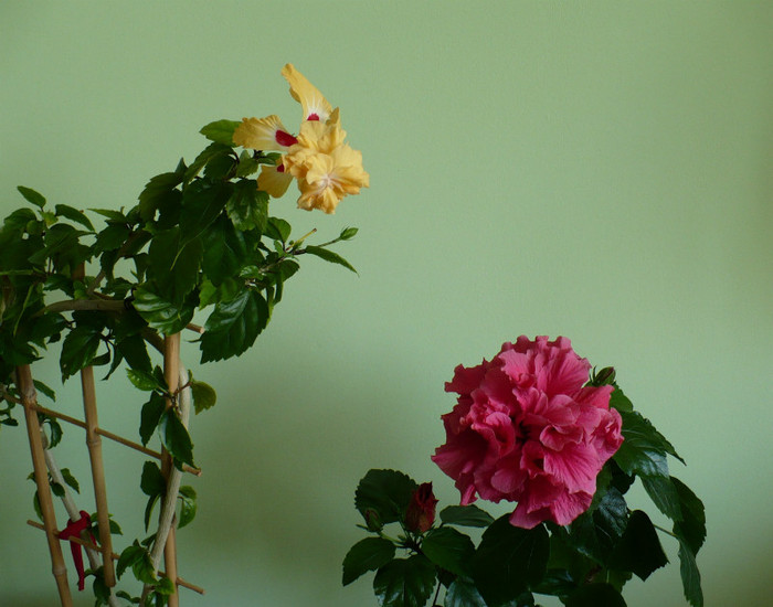 P1380677 - hibiscusi 2012