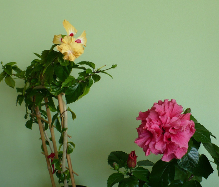 P1380680 - hibiscusi 2012