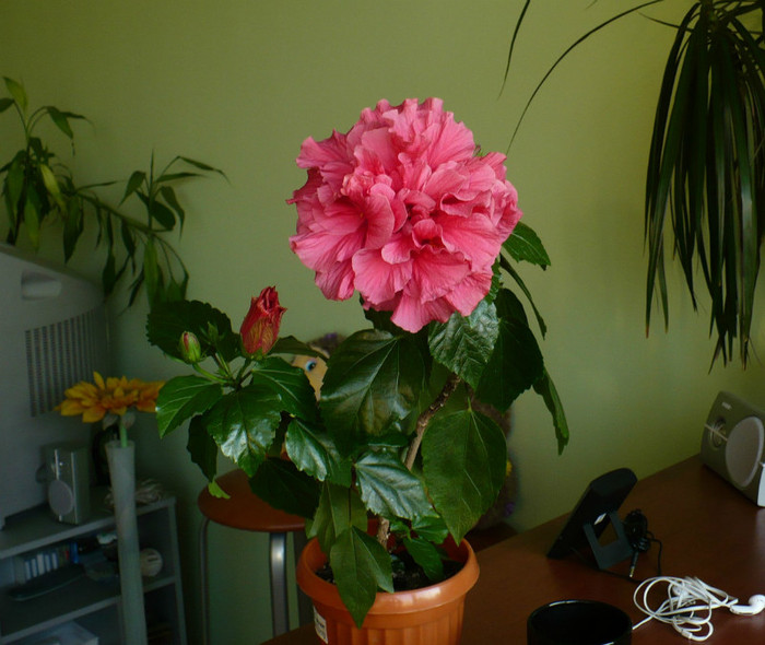 P1380692 - hibiscusi 2012