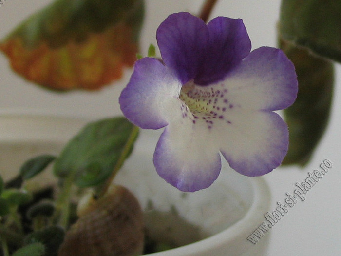 Sinningia Razzmatazz - GLOXINIA _ SINNINGIA