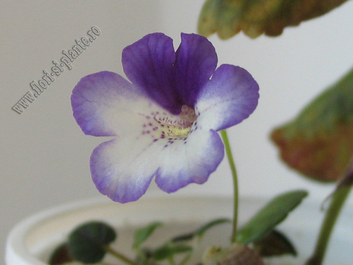 Sinningia Razzmatazz - GLOXINIA _ SINNINGIA