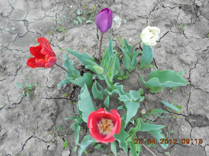 DSCN2080
